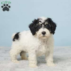 Russ, Miniature Poodle Puppy